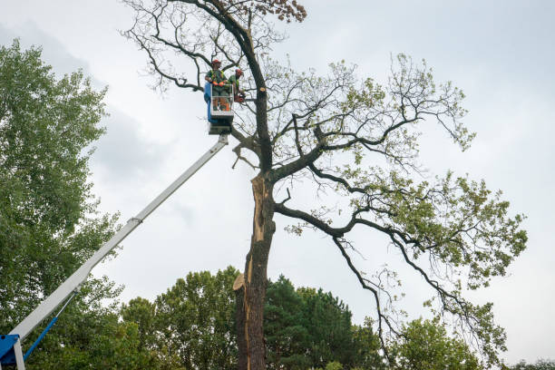 Best Tree Disease Treatment  in Crystal, MN