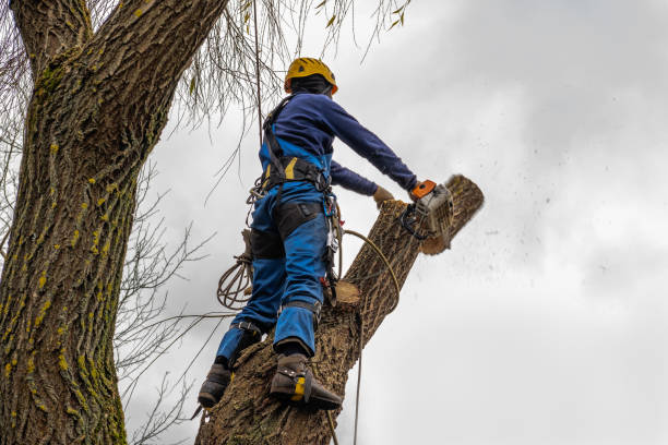 Best Root Management and Removal  in Crystal, MN