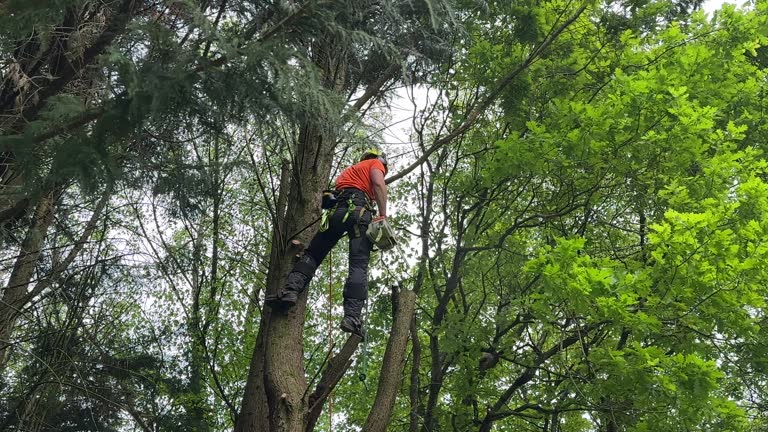 Professional Tree Removal in Crystal, MN