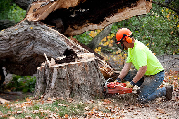 Best Stump Grinding and Removal  in Crystal, MN